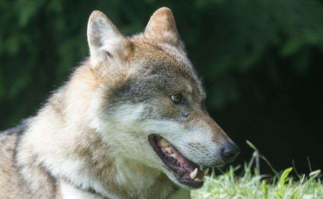 Der Wolf ist zu einer Bedrohung der europäischen Land- und Almwirtschaft geworden