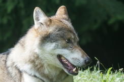 Der Wolf ist zu einer Bedrohung der europäischen Land- und Almwirtschaft geworden