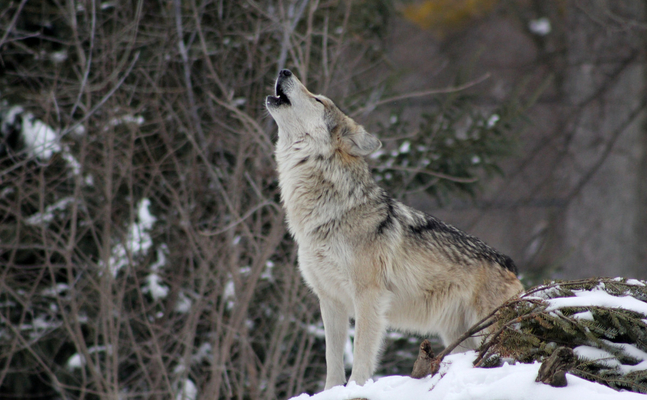 Immer mehr Nutztier-Risse durch Wölfe haben endlich eine Senkung des Schutzstatus des Wolfes durch die EU gebracht.